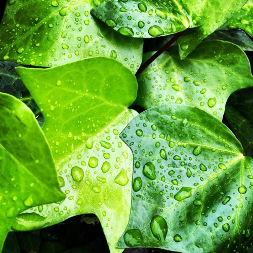 フリー素材 画像 雨上がり 雨に濡れた鮮やかな色した緑の葉 雨粒がきれい 無料 株式会社カムラック 障害者就労継続支援a型 B型 就労移行支援 相談支援