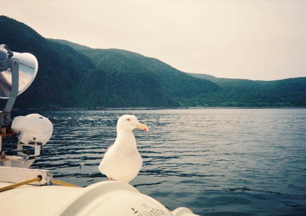 フリー素材 画像 夏休み 鳥が船に乗ってきました 目線の先に何があるのかなぁ それとも鳥さんも海の風で癒されているのかぁ 無料 株式会社カムラック 障害者就労継続支援a型 B型 就労移行支援 相談支援